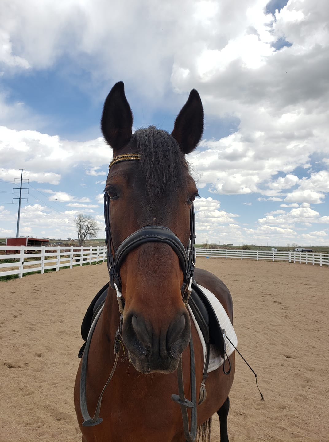 Equiture Jet, light colorado and jet megabling curve browband