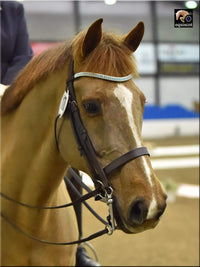 Equiture Light sapphire and clear browband