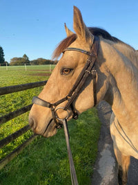 Equiture Montana and black diamond browband