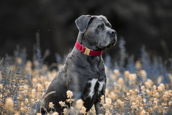 Kentucky dogwear Corduroy dog collar