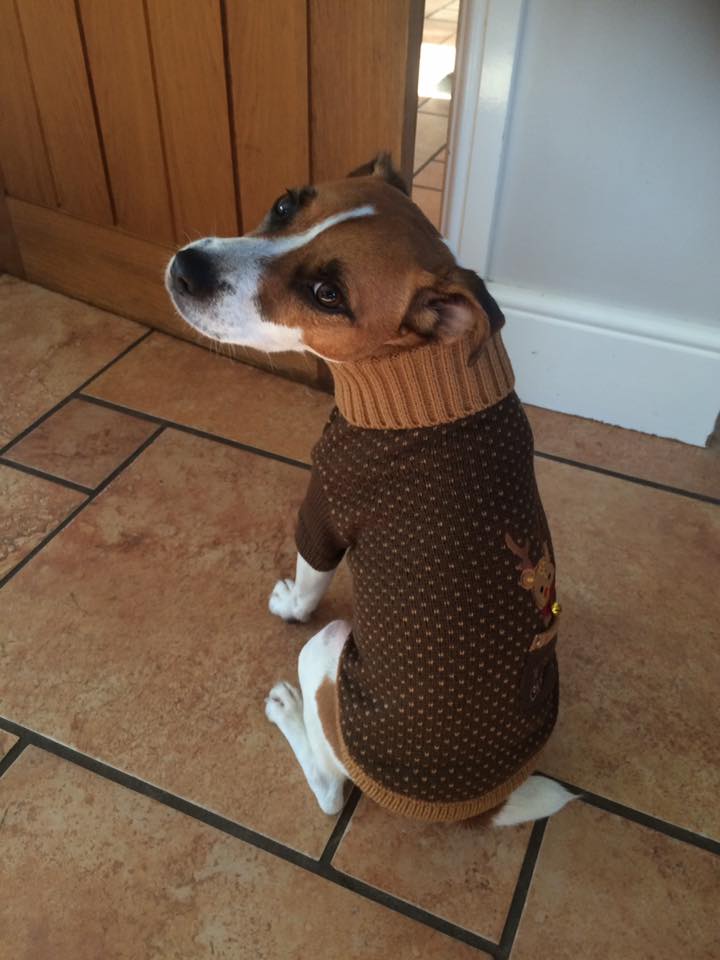 Reindeer in my Pocket Jumper