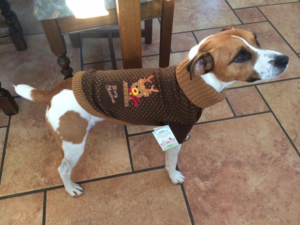 Reindeer in my Pocket Jumper