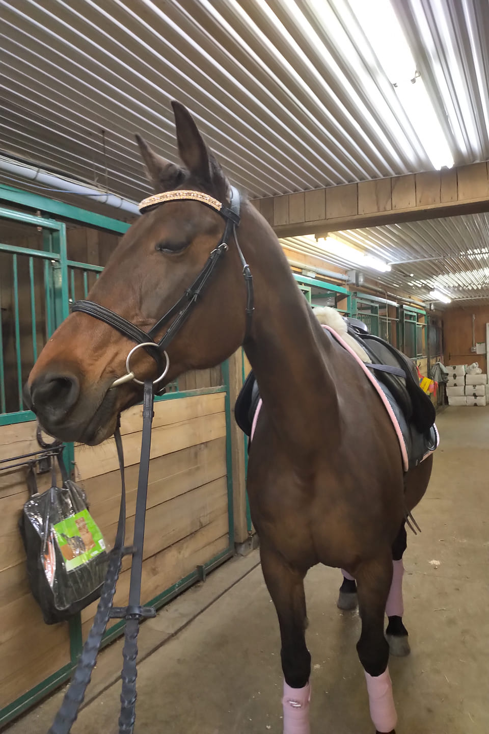 Equiture Swarovski tiffany rose gold megabling curve browband