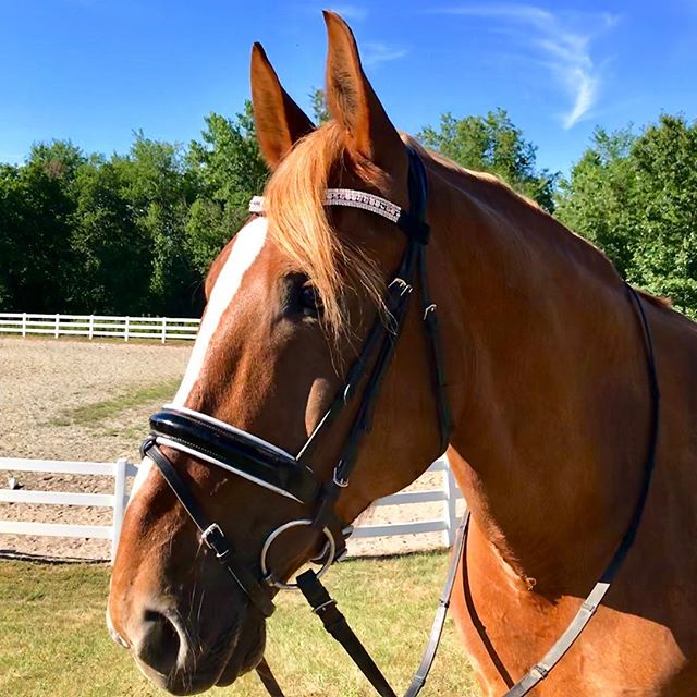 Equiture Swarovski tiffany rose gold megabling curve browband