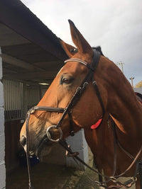 Equiture Ruby and clear browband