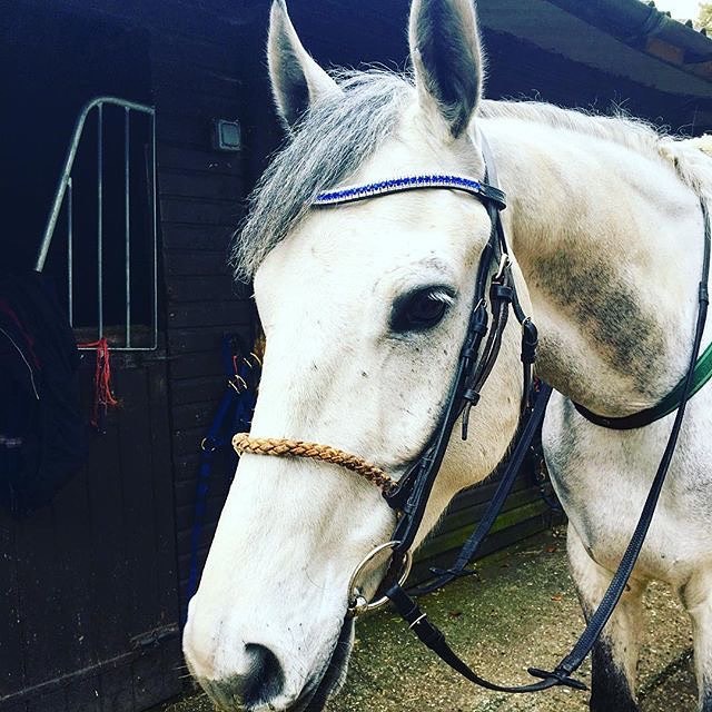 Equiture Sapphire and clear browband