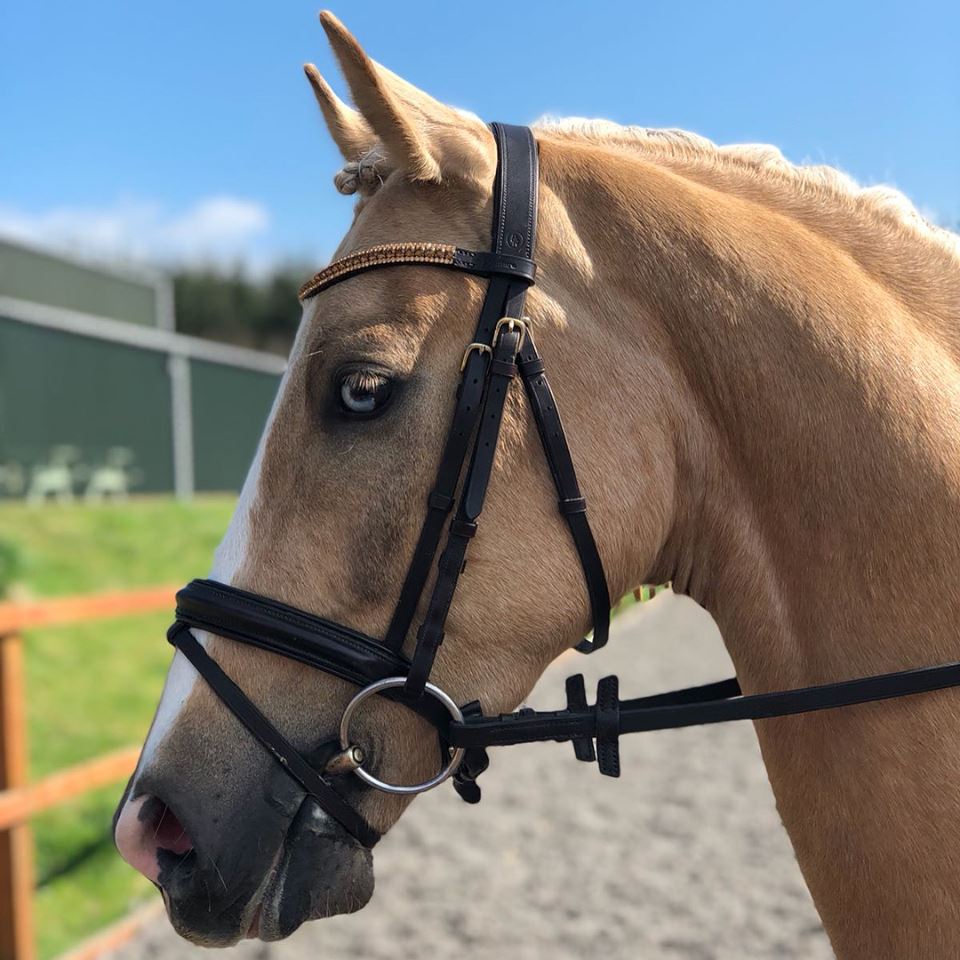 Equiture Smoke topaz and light colorado browband