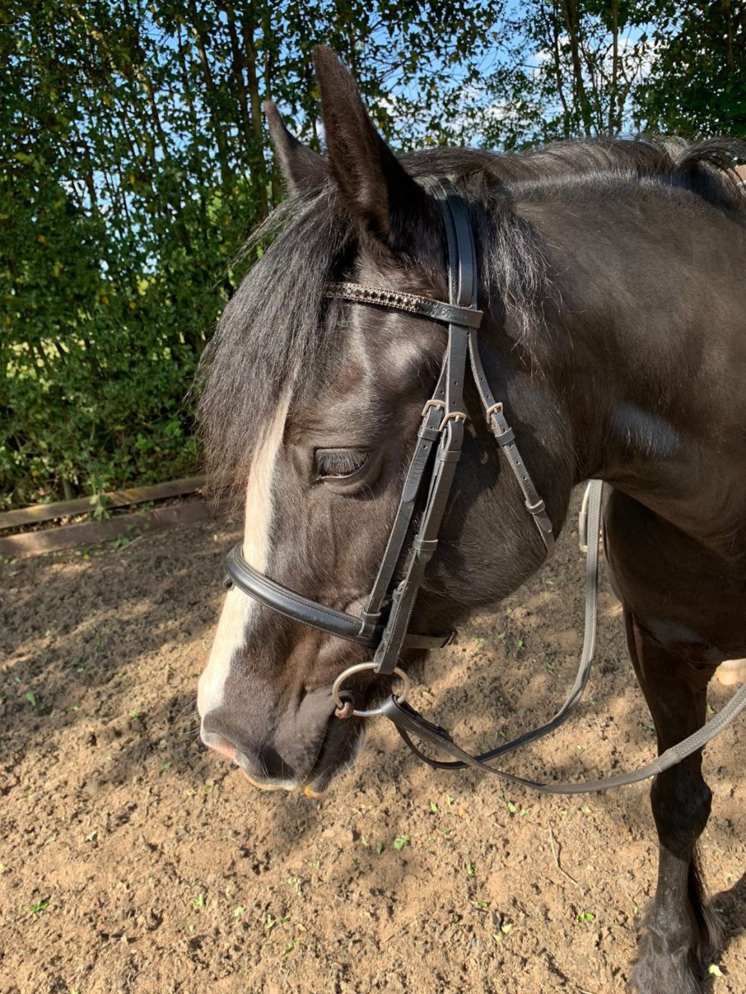 Equiture Jet in silver cup chain browband