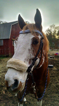 Equiture Sapphire, clear and light sapphire megabling curve browband