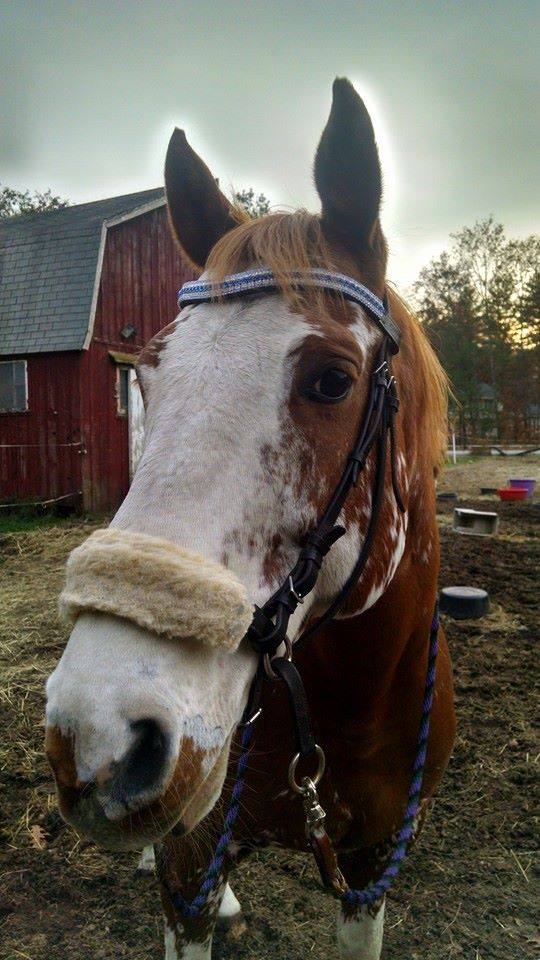 Equiture Sapphire, clear and light sapphire megabling curve browband