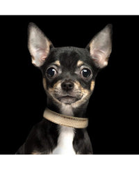 Milk and Pepper gold python Collar