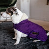 Kentucky Royal purple dog rug