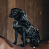 Kentucky faux fur dog coat