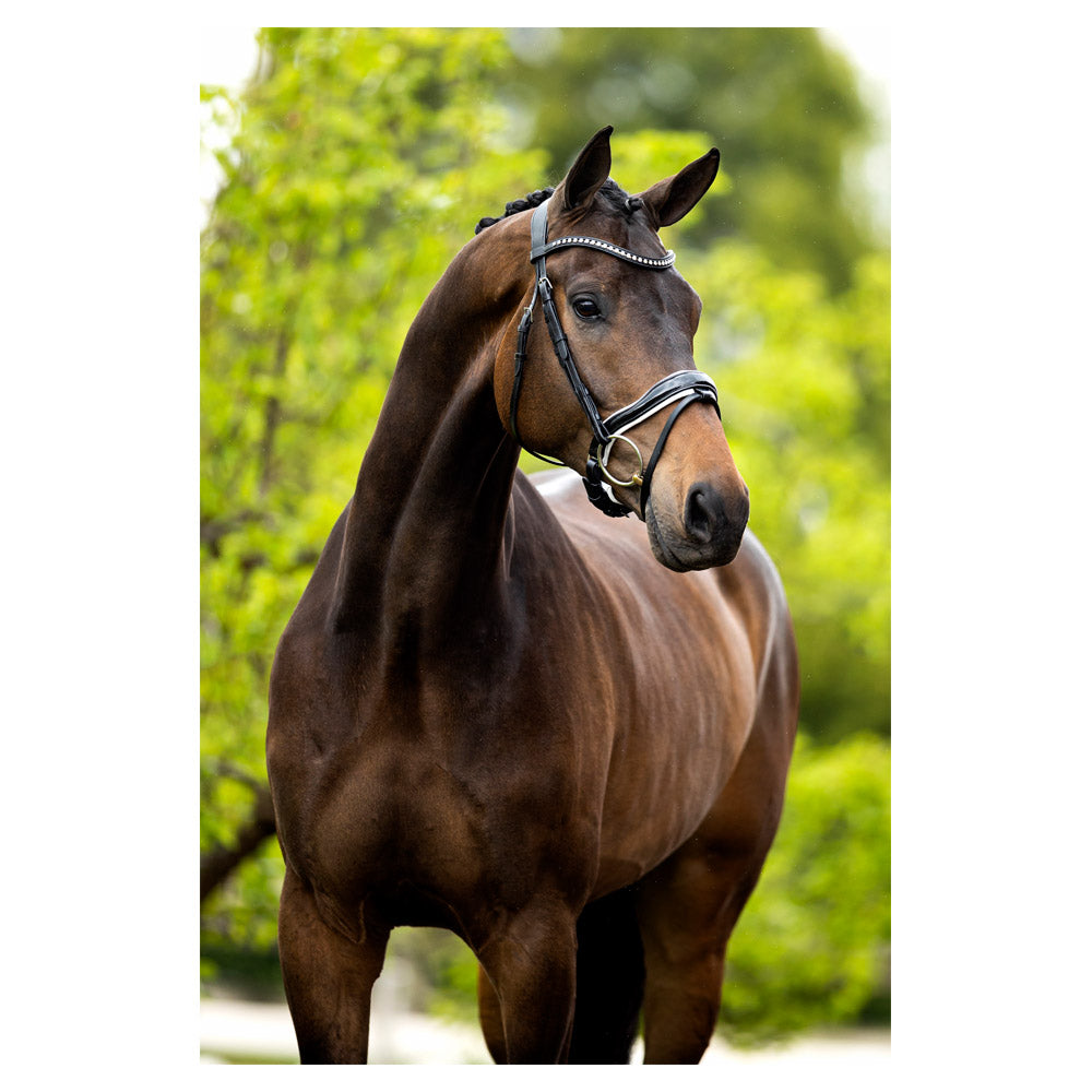 BR Bolton black leather snaffle bridle