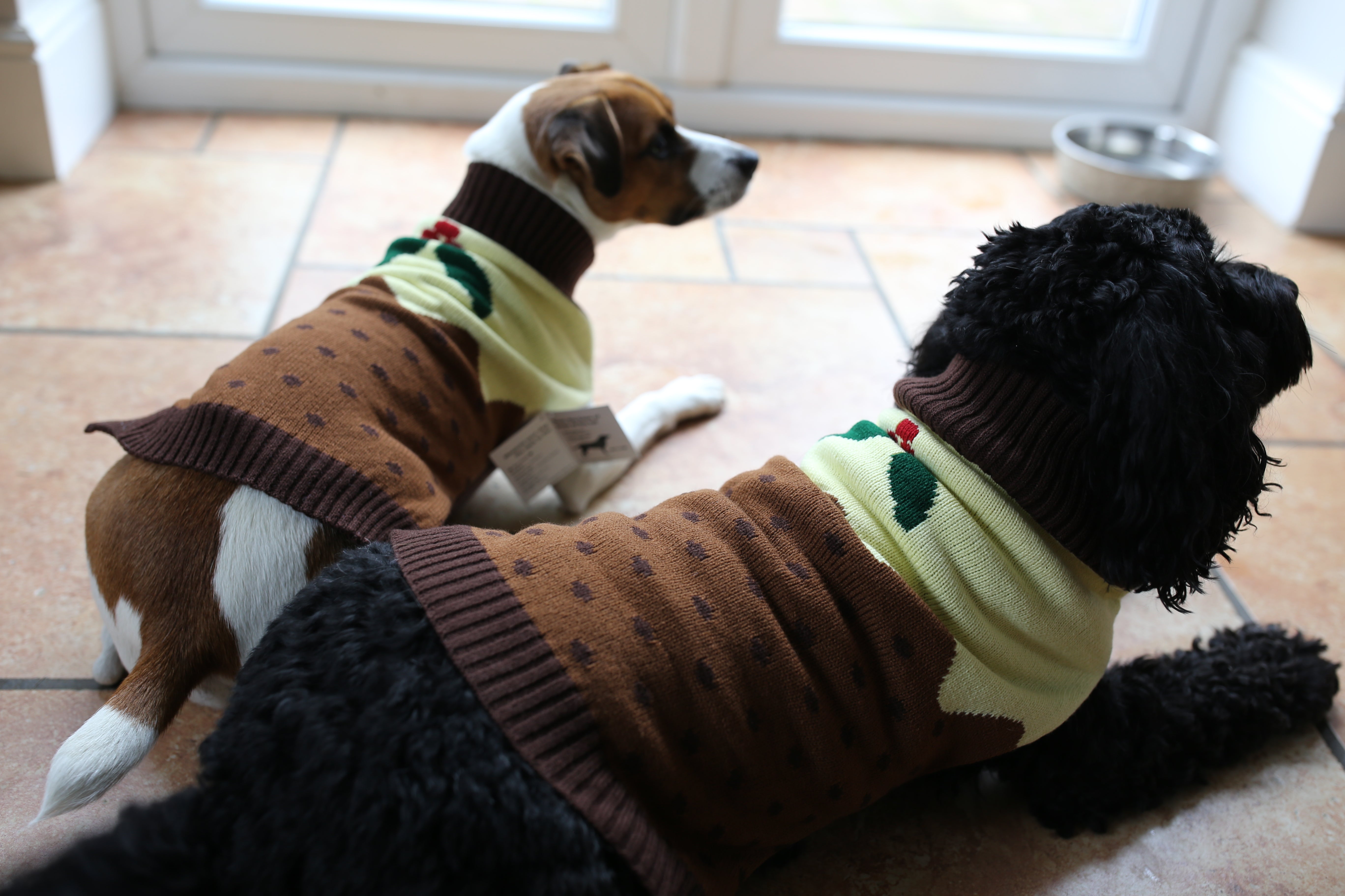 Christmas pudding best sale dog jumper