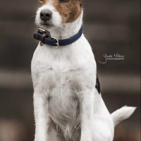 Kentucky Plaited Nylon dog collar