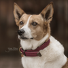 Kentucky Plaited Nylon dog collar