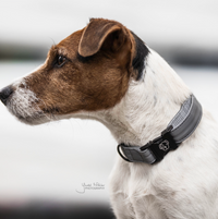 Kentucky Reflective dog collar