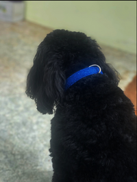 SD Design Glitter Dog Collar in Ocean Blue