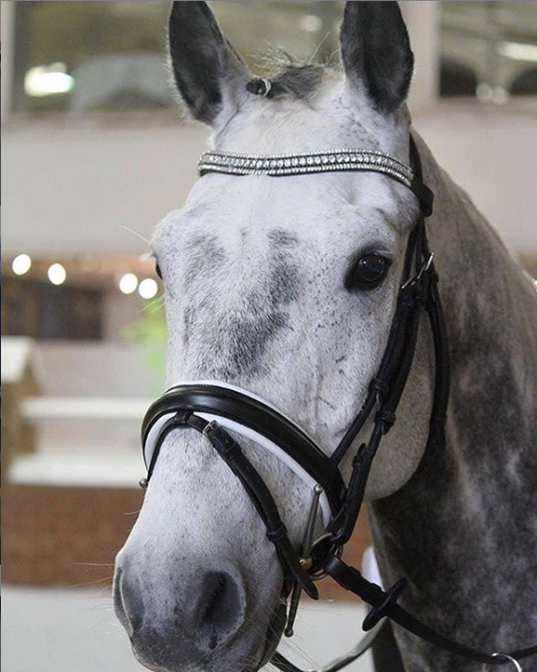 Equiture Swarovski tiffany clear crystal and jet megabling curve browband