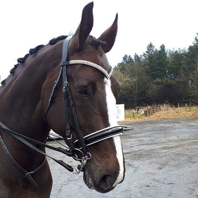 Equiture Clear crystal browband