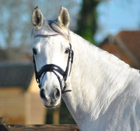 Equiture Fuchsia and clear browband