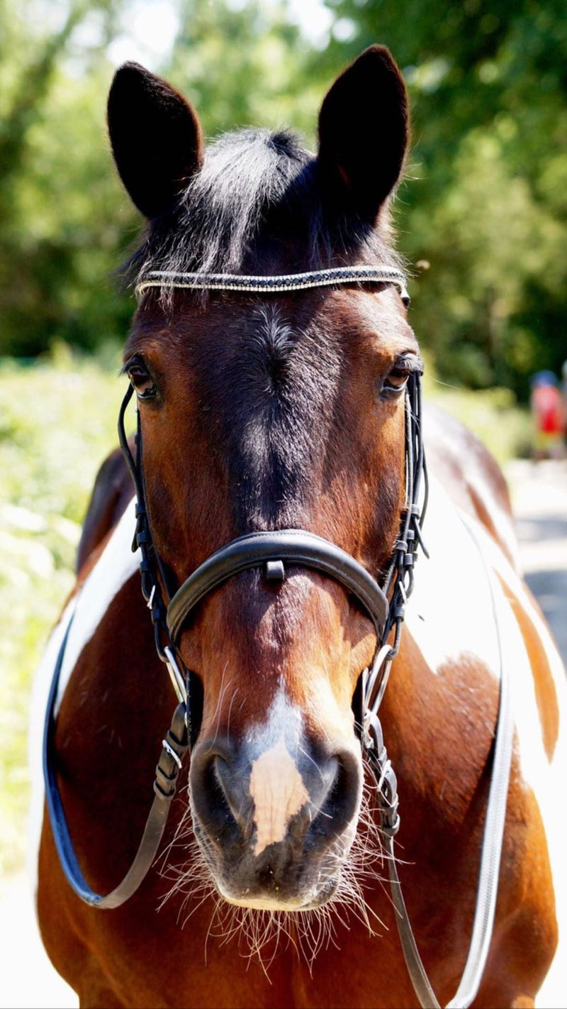 Equiture Jet and clear browband