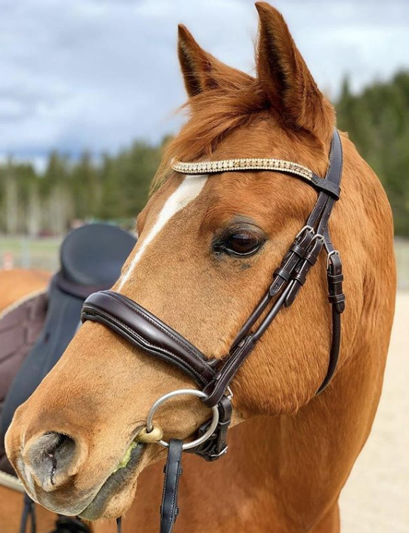 Equiture Tiffany gold fade browband