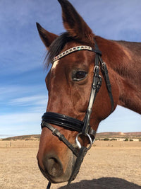Equiture Swarovski Tiffany alternating graphite and silver shade browband