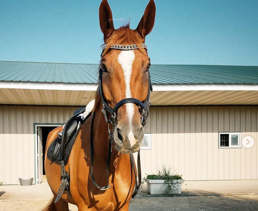 Equiture Jet and silver pearl with jet and clear crystal megabling curve browband