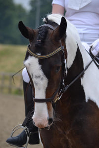 Equiture Montana, light colorado and montana megabling curve browband