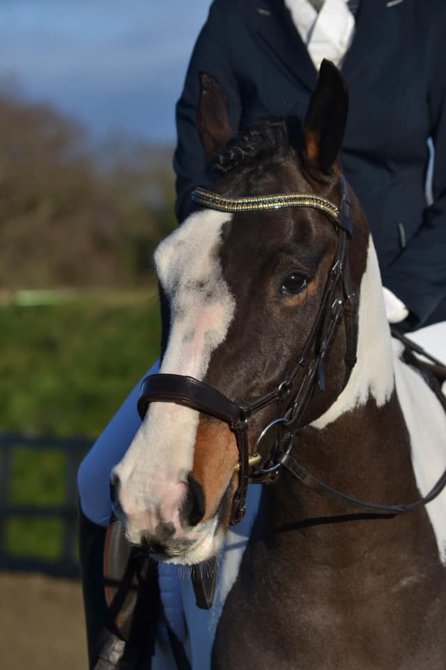 Equiture Montana, light colorado and montana megabling curve browband