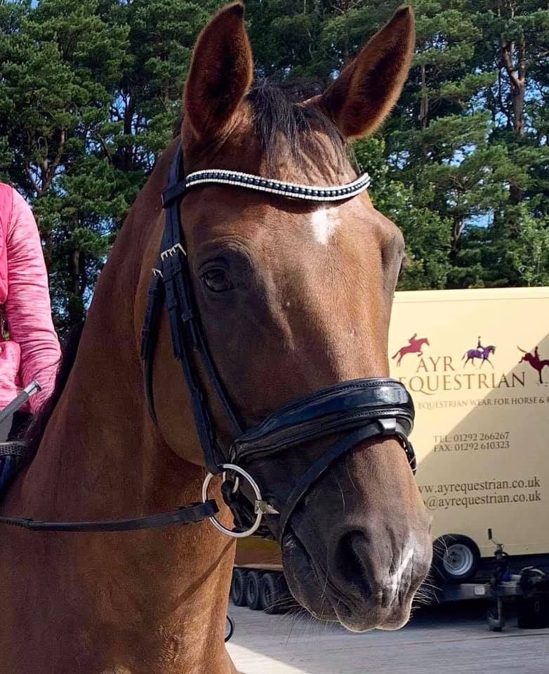 Equiture Navy pearl and clear browband