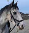 Equiture Swarovski tiffany pink unicorn browband