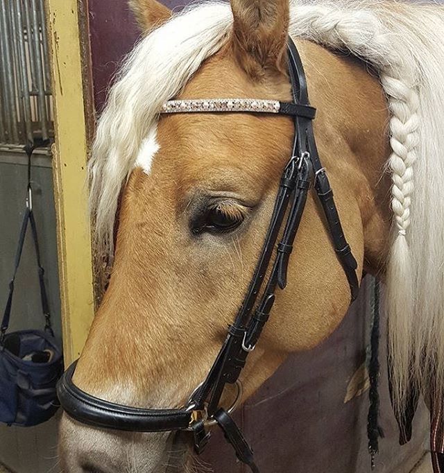 Equiture Swarovski tiffany rose gold browband