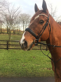 Equiture Swarovski tiffany rose gold browband