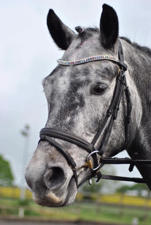 Equiture Swarovski Tiffany unicorn browband