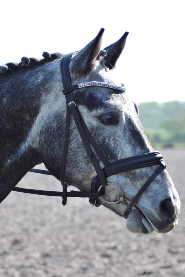 Equiture Swarovski Tiffany unicorn browband