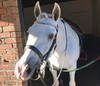 Equiture Swarovski Tiffany unicorn browband