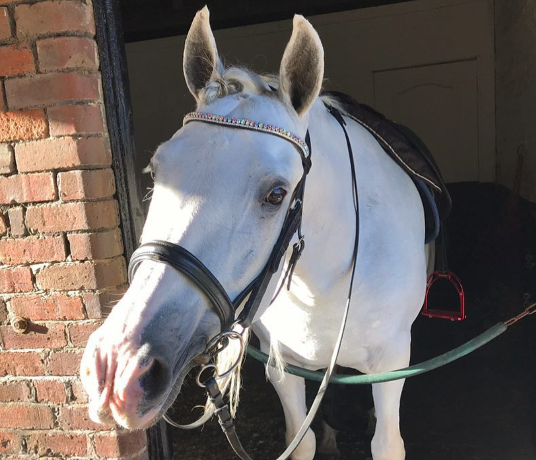 Equiture Swarovski Tiffany unicorn browband