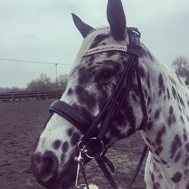 Equiture Swarovski Tiffany unicorn megabling curve browband